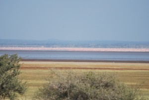 Lake Manyara, d som er rosa er flamingoer!!! Måtte være millioner!!! Men desverre laaaangt på andre sida..